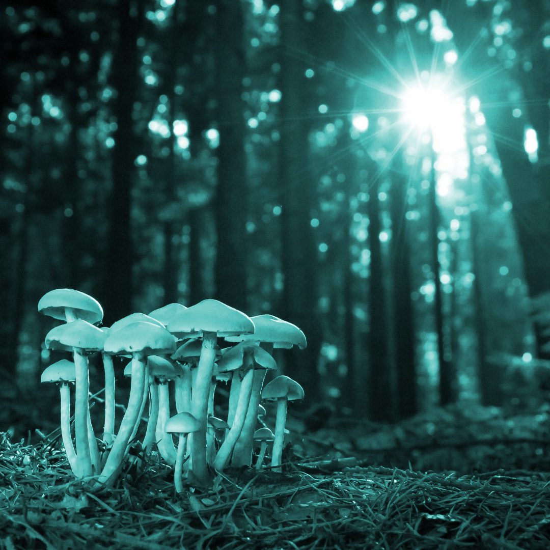 mushrooms growing in the wild Colorado